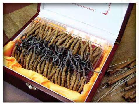 南安冬虫夏草回收